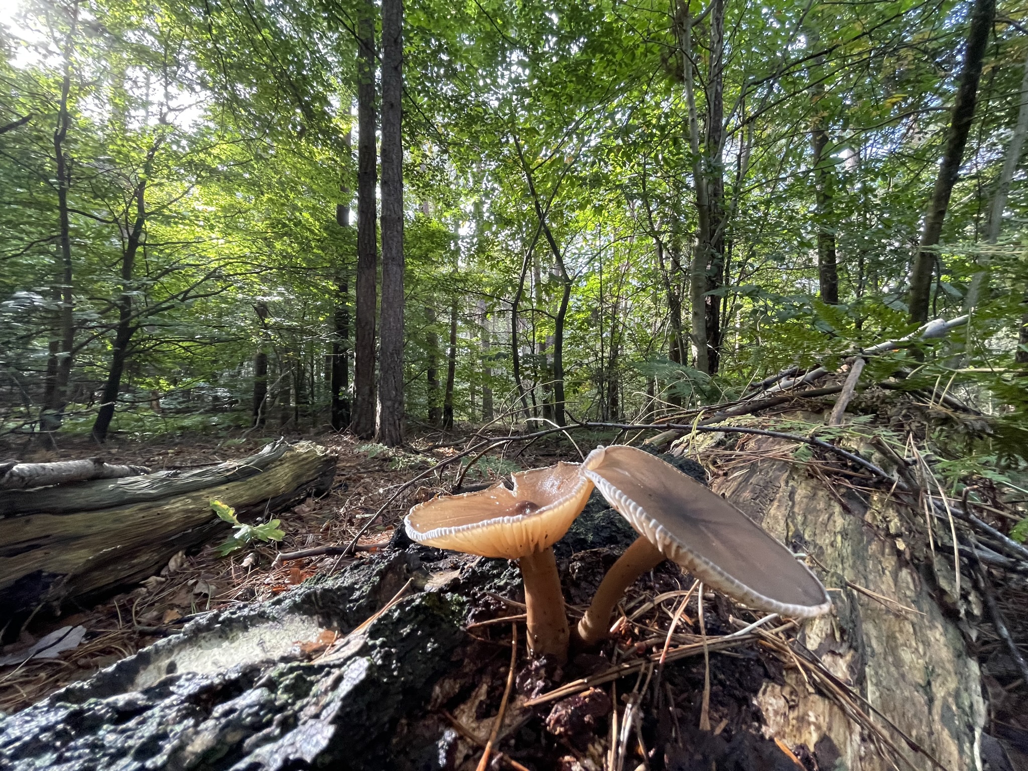 Ontspannen onder de bomen