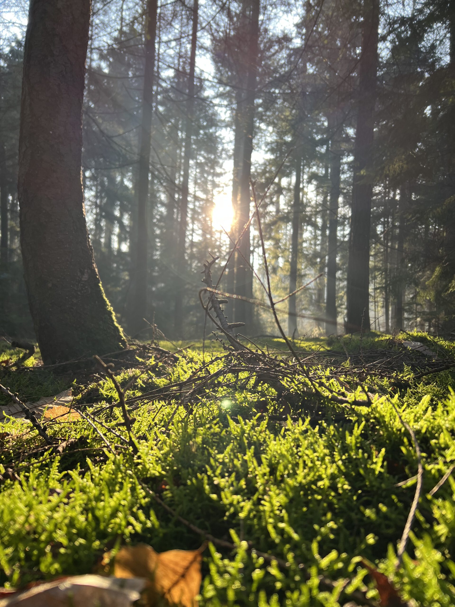 Voor Dag & Dauw - Bomenmuseum