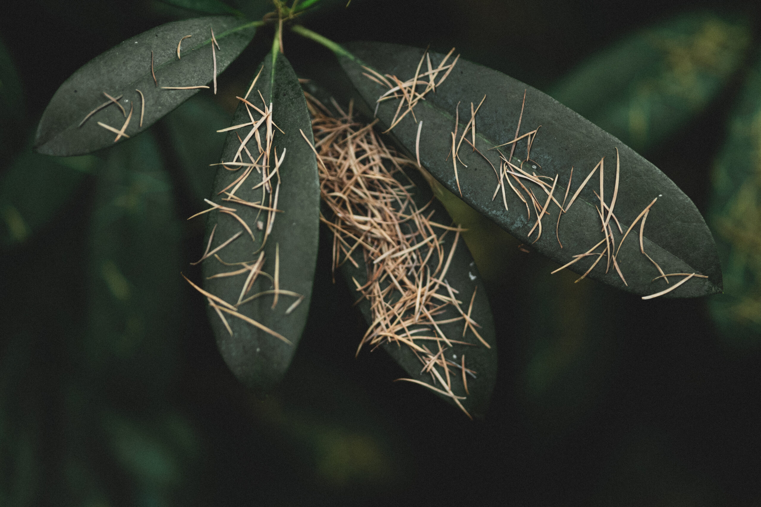 Lente Equinox Bosbad - Bomenmuseum