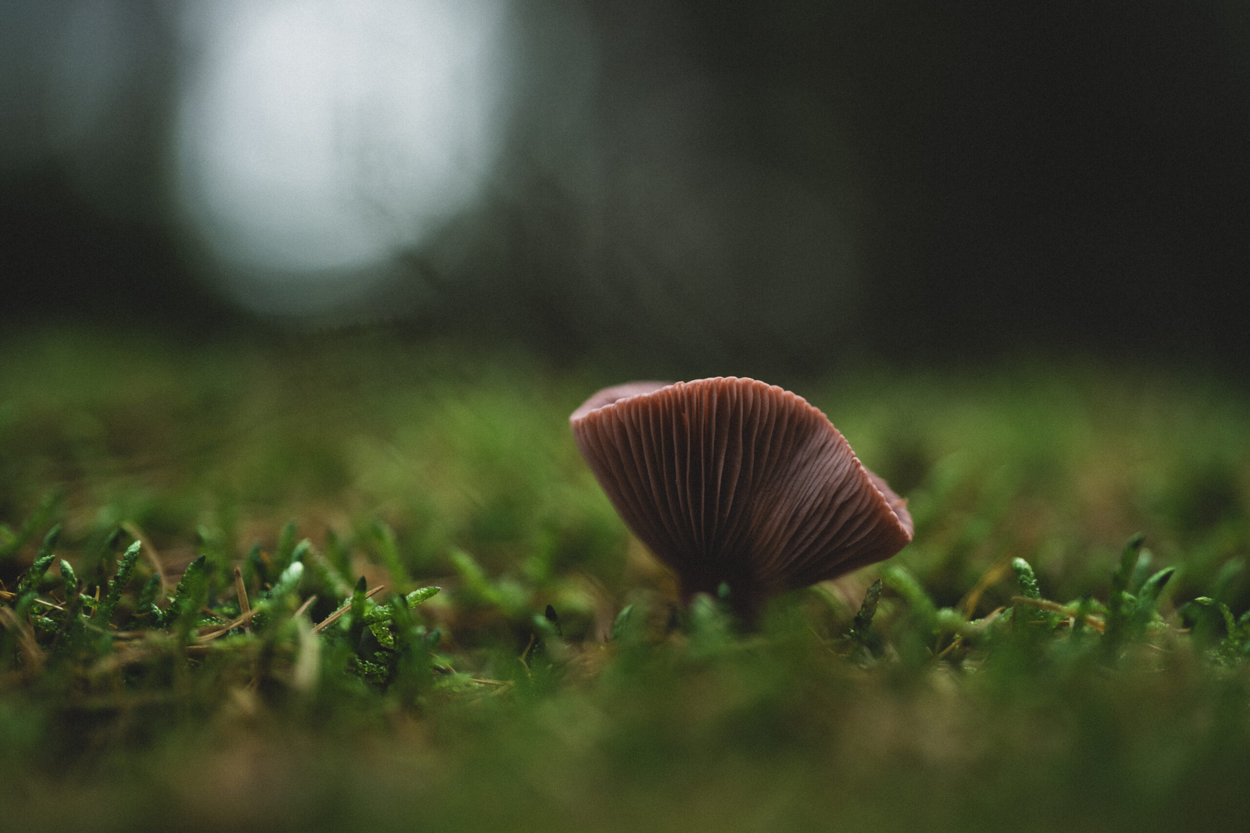 Verdiepingsjaar Natuurverbinding 2026: In het Ritme van de Aarde